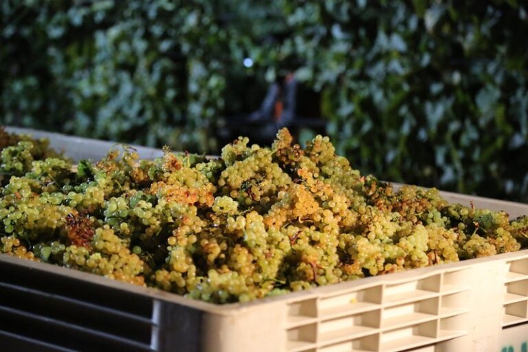 Terroir-Artisan - Le Chablis, son origine, son histoire Terroir-Artisan - Le Chablis, son origine, son histoire
