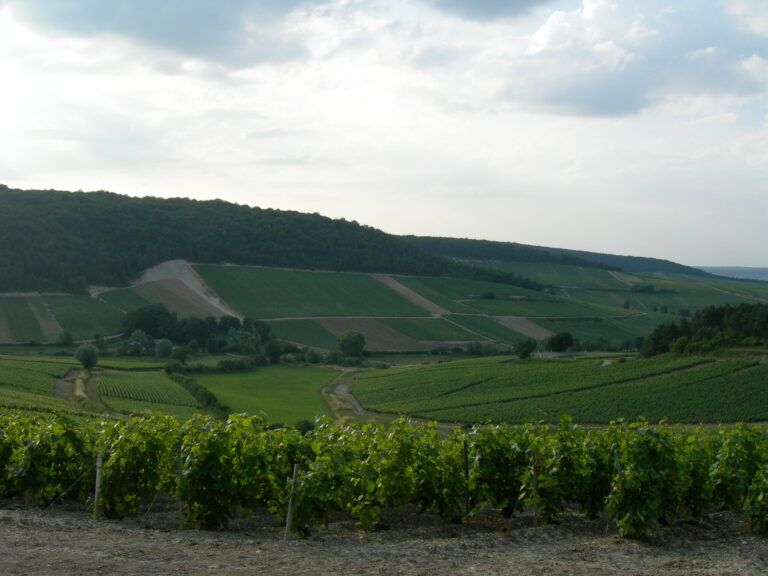 Terroir-Artisan - Le Bordeaux et ses cépages Terroir-Artisan - Le Bordeaux et ses cépages