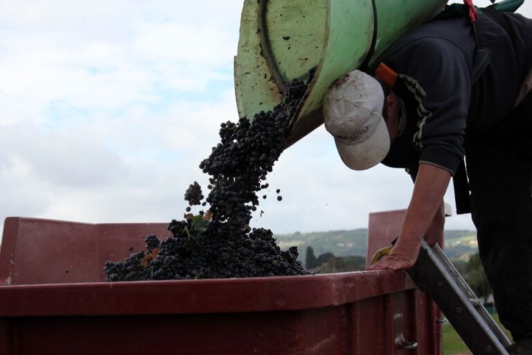 Terroir-Artisan - Le Beaujolais, son origine, son histoire Terroir-Artisan - Le Beaujolais, son origine, son histoire