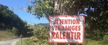 Terroir-Artisan - Vendanges 2019, en Occitanie… !