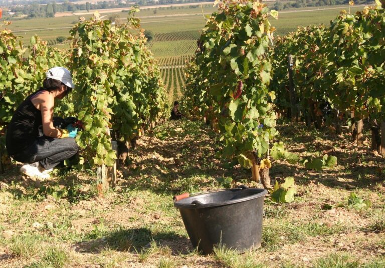 Terroir-Artisan - Les vendanges 2019 en Bourgogne Terroir-Artisan - Les vendanges 2019 en Bourgogne