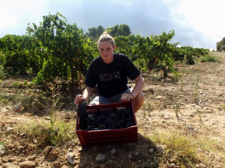 Terroir-Artisan - Vendanges dans le Beaujolais, la qualité sans les quantités Terroir-Artisan - Vendanges dans le Beaujolais, la qualité sans les quantités