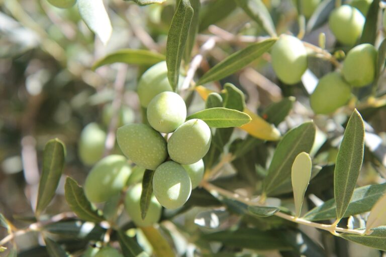 Terroir-Artisan - L’huile d’olive de Provence : zoom sur son origine et son histoire Terroir-Artisan - L’huile d’olive de Provence : zoom sur son origine et son histoire