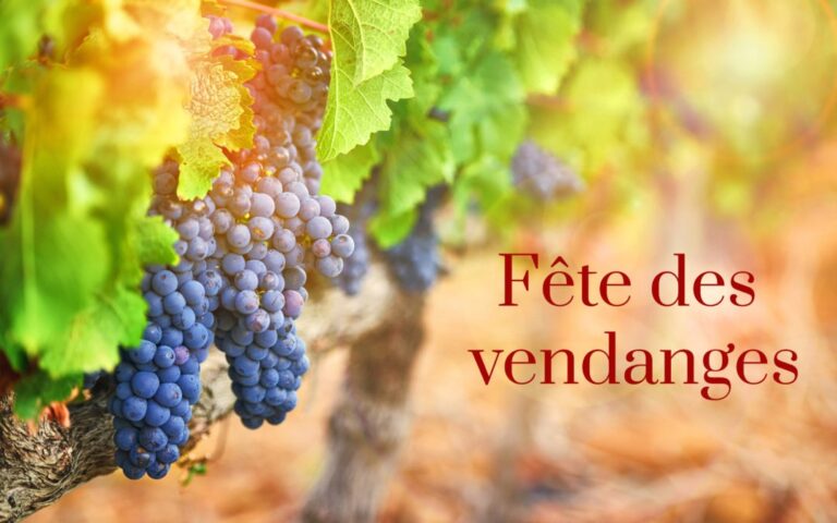 Terroir-Artisan - Vendanges 2019 en Provence, incertitudes sur les rendements Terroir-Artisan - Vendanges 2019 en Provence, incertitudes sur les rendements