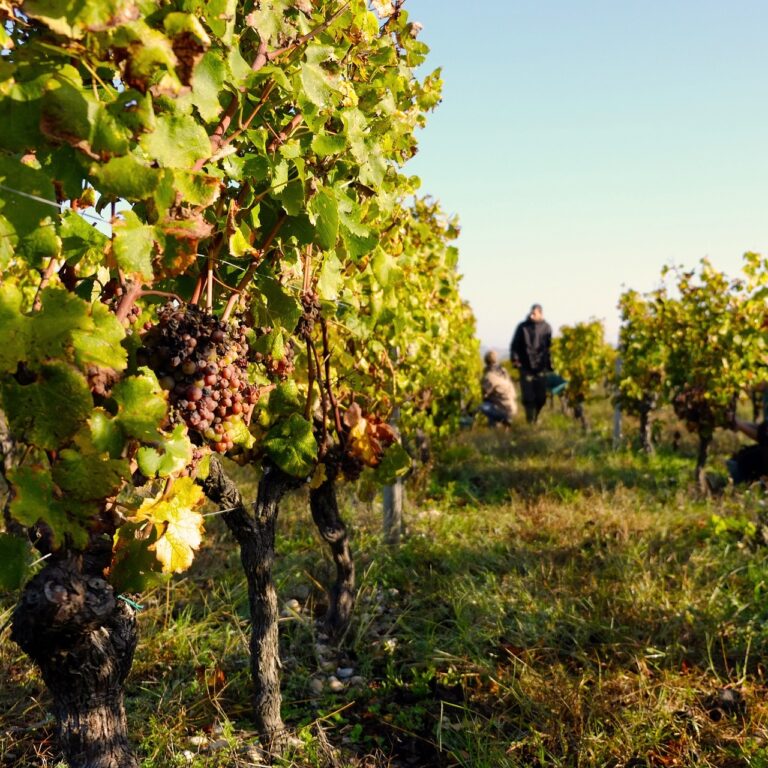 Terroir-Artisan - Vendanges 2019, en Champagne, le mois d’août fait le goût Terroir-Artisan - Vendanges 2019, en Champagne, le mois d’août fait le goût