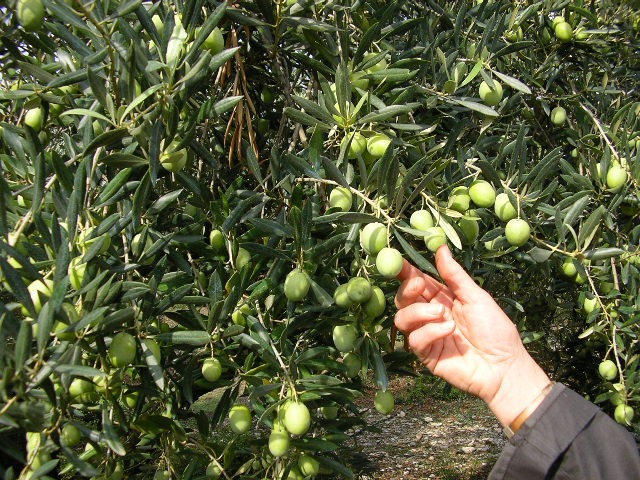 Terroir-Artisan - Huile d’olive de Provence : zoom sur la récolte et la vinification Terroir-Artisan - Huile d’olive de Provence : zoom sur la récolte et la vinification