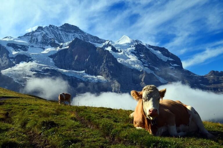 Terroir-Artisan - L’élevage de bovins, un enjeu environnemental et économique Terroir-Artisan - L’élevage de bovins, un enjeu environnemental et économique