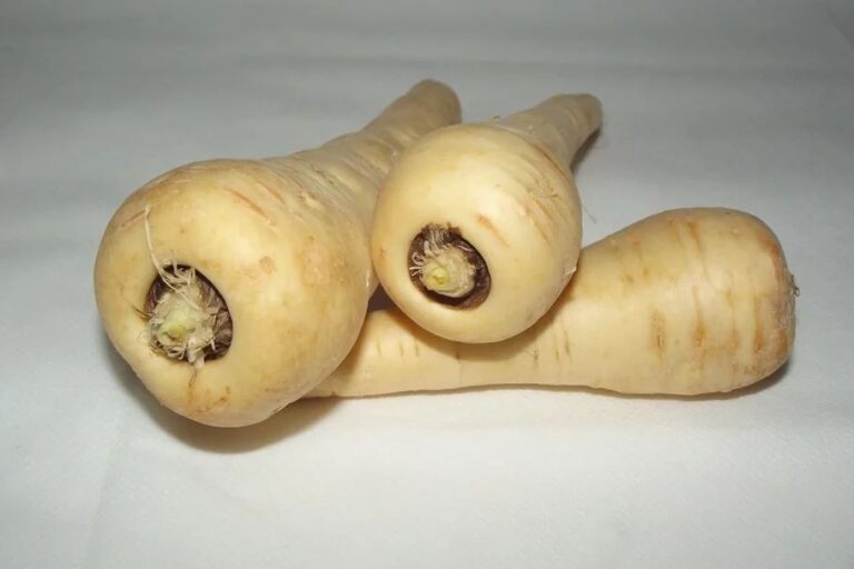 Terroir-Artisan - Le panais, un légume ancien, de retour Terroir-Artisan - Le panais, un légume ancien, de retour