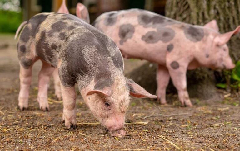 Terroir-Artisan - L’élevage de porc en France, un enjeu économique Terroir-Artisan - L’élevage de porc en France, un enjeu économique