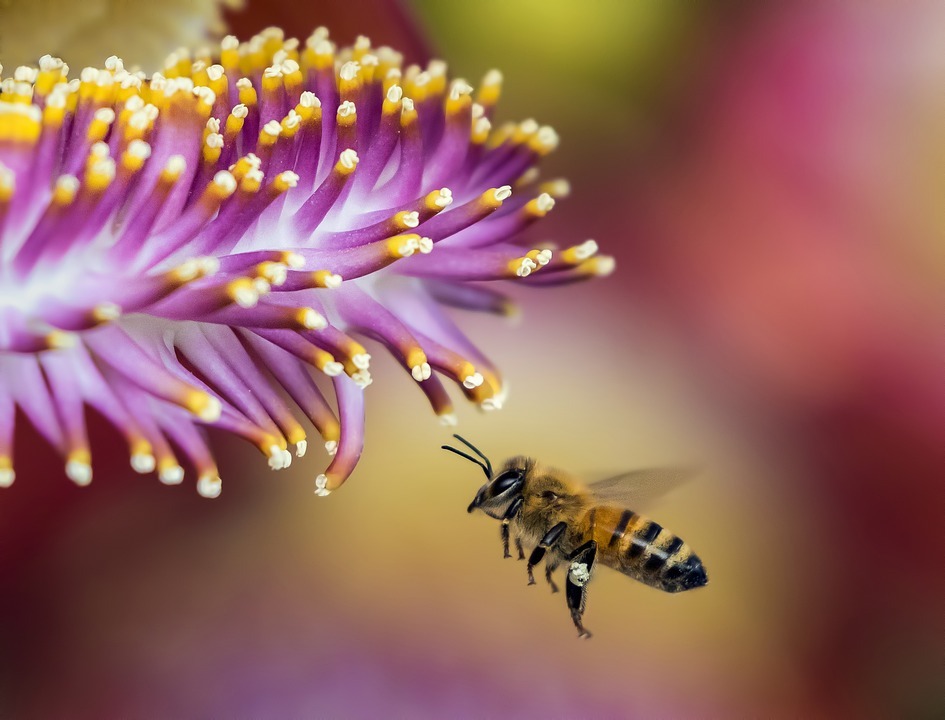 Terroir-Artisan - L’emballage en cire d’abeille, un geste éco-responsable