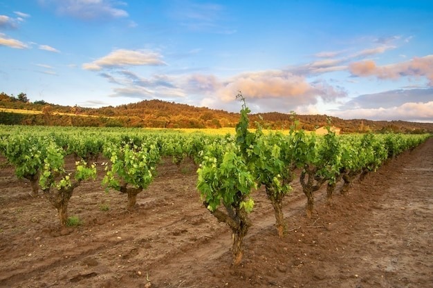 Terroir-Artisan - Zoom sur les rosés de Corse, une sélection de vins au caractère fruité