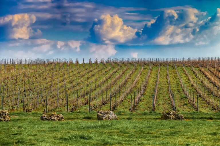 Terroir-Artisan - La Champagne-Ardenne, terre de traditions et de gastronomie Terroir-Artisan - La Champagne-Ardenne, terre de traditions et de gastronomie