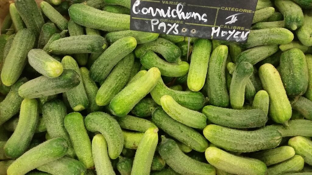 Terroir-Artisan - Le renouveau de la culture du cornichon en France