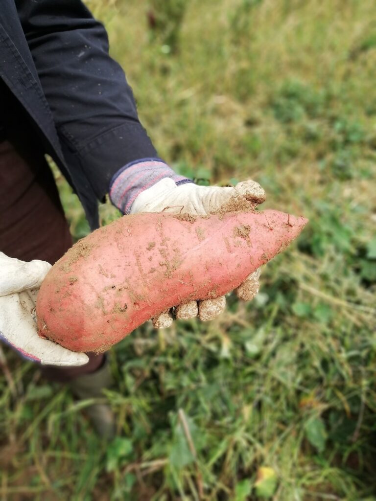 Terroir-Artisan - Patate douce culture : comment faire une bonne récolte ? Terroir-Artisan - Patate douce culture : comment faire une bonne récolte ?