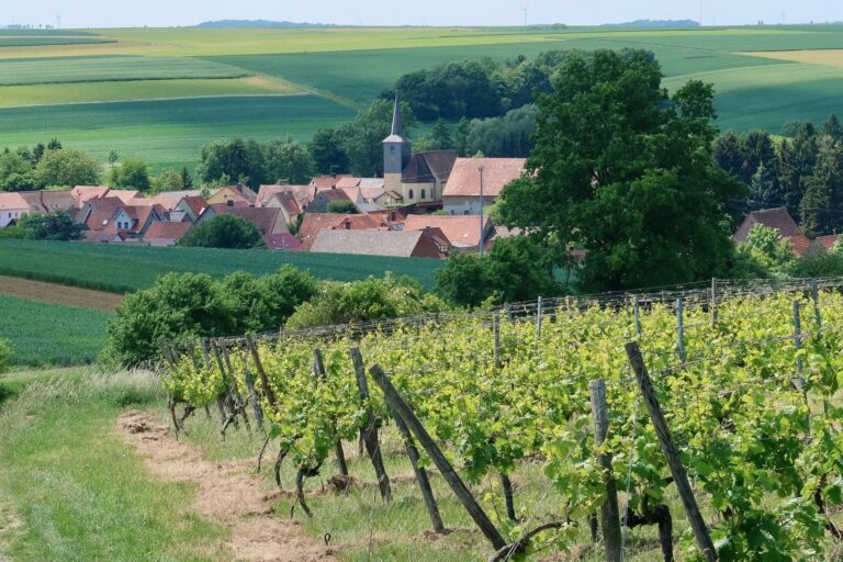 Terroir-Artisan - Les vins de Corrèze, AOC et IGP Terroir-Artisan - Les vins de Corrèze, AOC et IGP