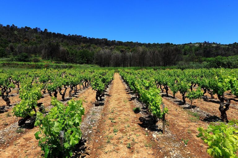 Terroir-Artisan - L’histoire des vins de Corse Terroir-Artisan - L’histoire des vins de Corse