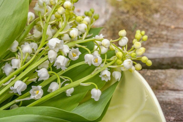 Terroir-Artisan - Le 1er mai, la fête du muguet Terroir-Artisan - Le 1er mai, la fête du muguet