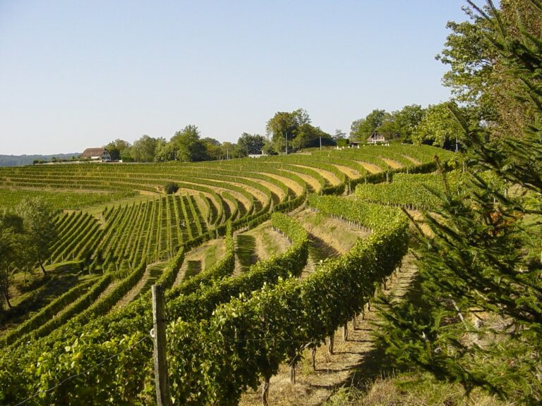 Terroir-Artisan - Les vins de Jurançon Terroir-Artisan - Les vins de Jurançon