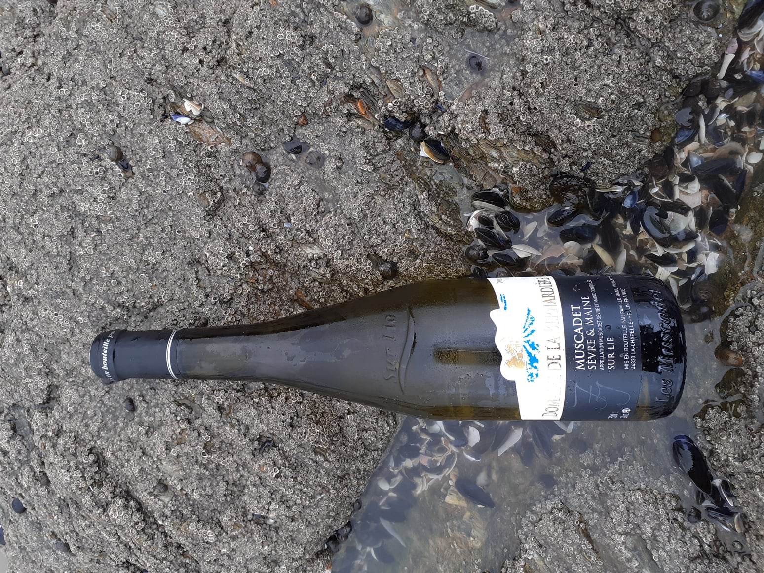 Terroir-Artisan - Muscadet Domaine de la Bernardière Millésime 2023 - galerie Terroir-Artisan - Muscadet Domaine de la Bernardière Millésime 2023 - galerie