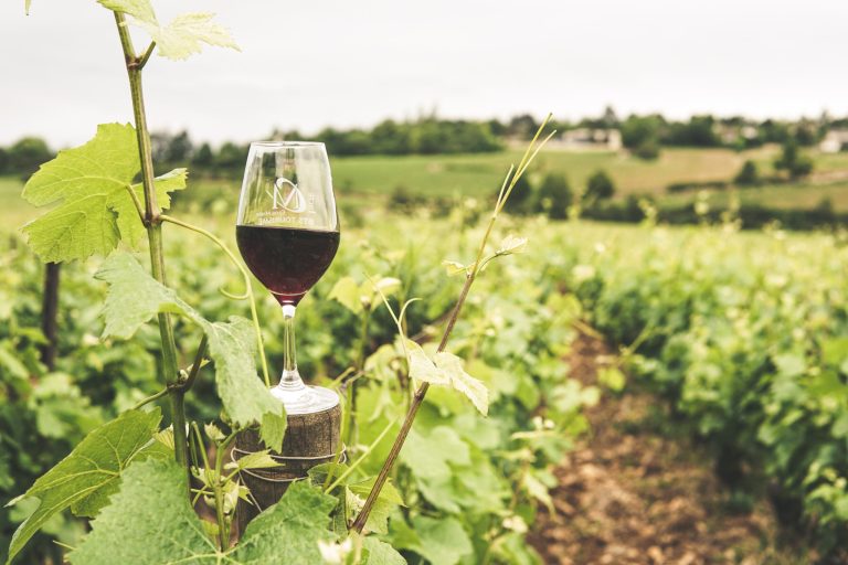 Terroir-Artisan - Comment reconnaître un bon vin ? Terroir-Artisan - Comment reconnaître un bon vin ?
