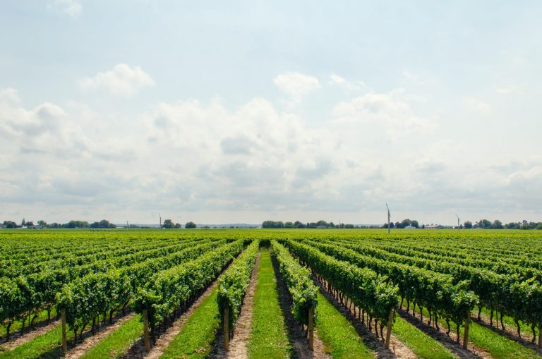 Terroir-Artisan - Château Borie Neuve : l’excellence des vins audois révélée Terroir-Artisan - Château Borie Neuve : l’excellence des vins audois révélée