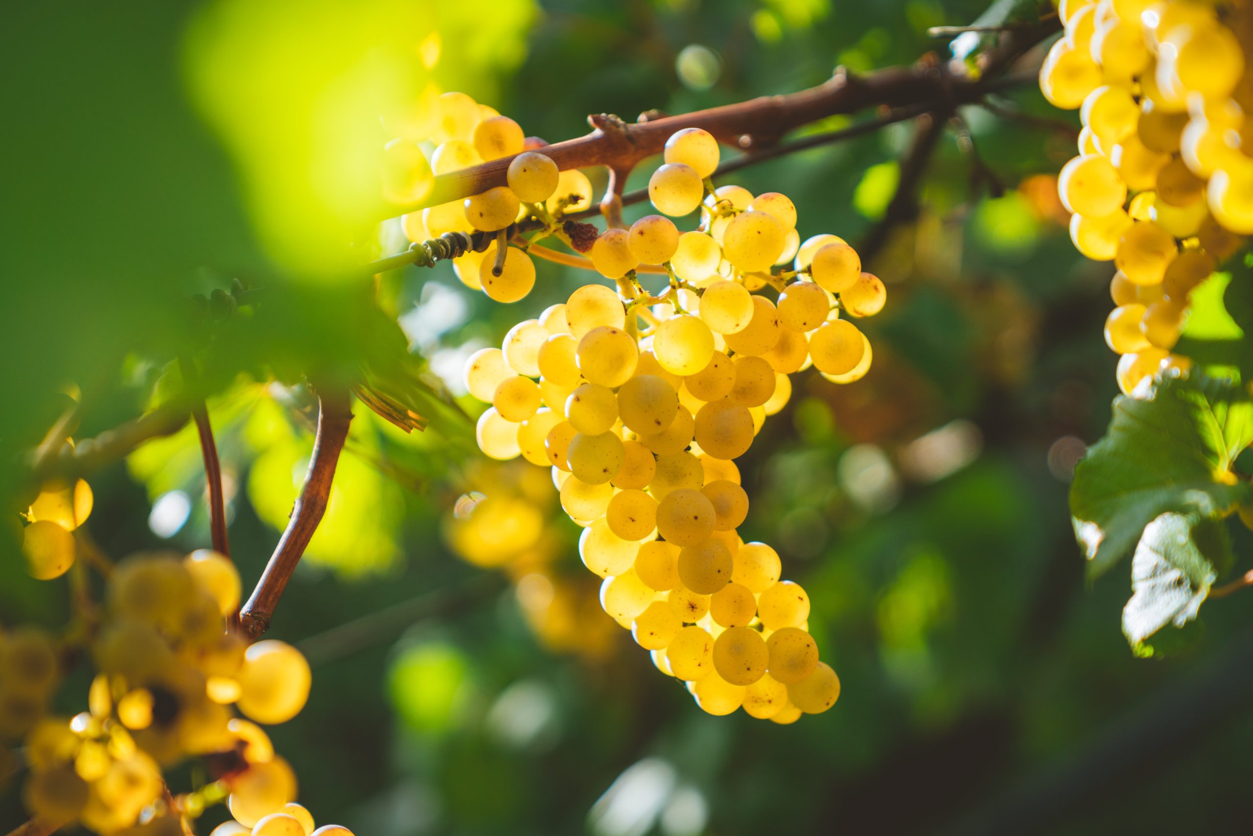 Terroir-Artisan - Vin Blanc Divin Millésime 2023 - galerie Terroir-Artisan - Vin Blanc Divin Millésime 2023 - galerie