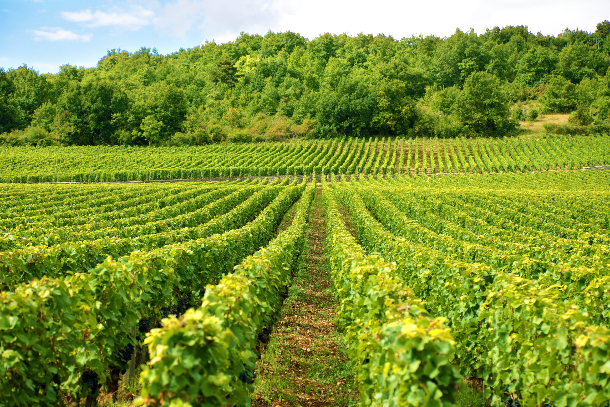Terroir-Artisan - Vin Blanc Divin Millésime 2023 - galerie Terroir-Artisan - Vin Blanc Divin Millésime 2023 - galerie