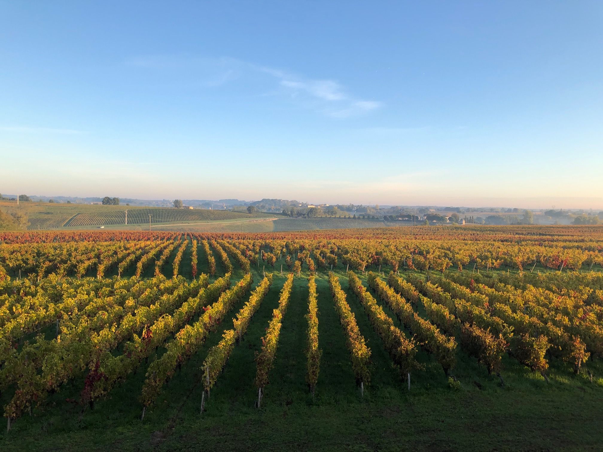 Terroir-Artisan - Château Lagrange Corail 2020 - galerie Terroir-Artisan - Château Lagrange Corail 2020 - galerie
