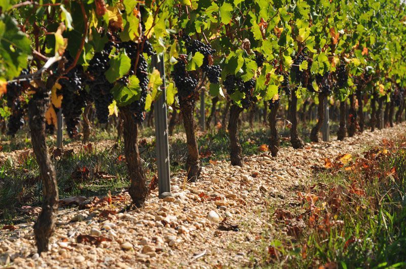 Terroir-Artisan - Vignobles Jaubert - Galerie artisan