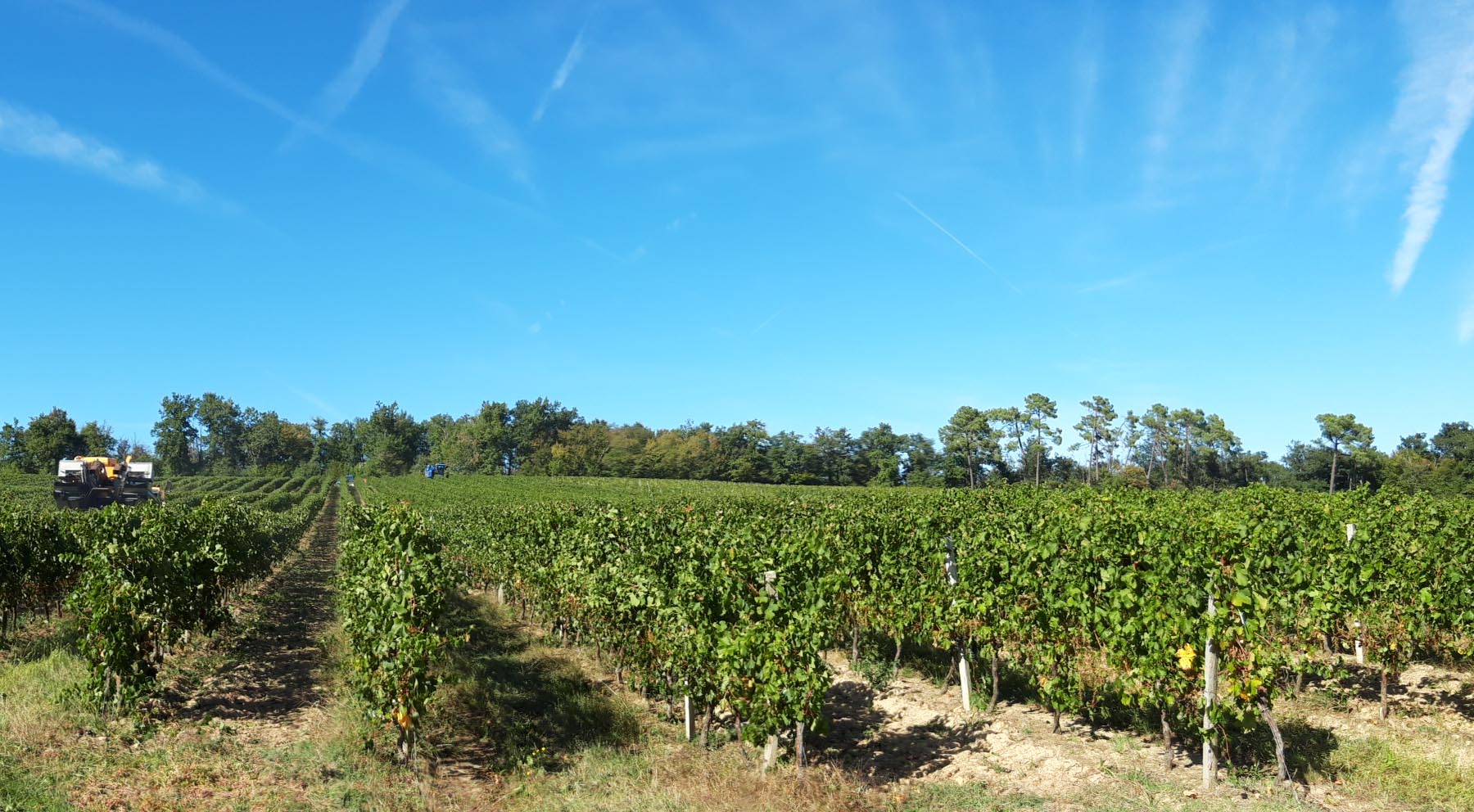 Terroir-Artisan - Cuvée Jaubert by XJ Blanc 2023 – Vignobles Jaubert - galerie Terroir-Artisan - Cuvée Jaubert by XJ Blanc 2023 – Vignobles Jaubert - galerie