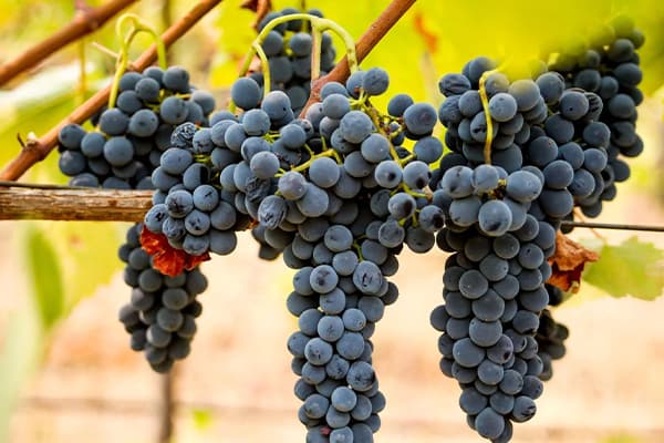Terroir-Artisan - Château Borie Neuve Cuvée Roches de Prat AOP Minervois 2022 - galerie Terroir-Artisan - Château Borie Neuve Cuvée Roches de Prat AOP Minervois 2022 - galerie