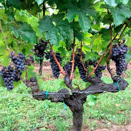 Terroir-Artisan - Château Haut-Lagrange 2019 Rouge AOP Pessac-Léognan - galerie Terroir-Artisan - Château Haut-Lagrange 2019 Rouge AOP Pessac-Léognan - galerie