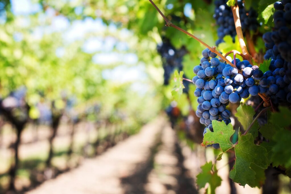Terroir-Artisan - Château Fleur de Roques : une échappée poétique dans les vignobles bordelais