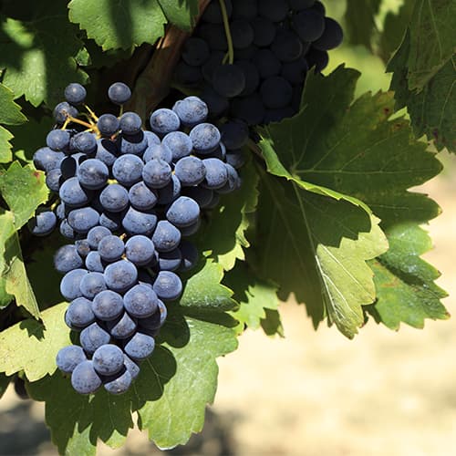 Terroir-Artisan - Malherbes Grand Vin 2014 AOC Cadillac Rouge - galerie Terroir-Artisan - Malherbes Grand Vin 2014 AOC Cadillac Rouge - galerie