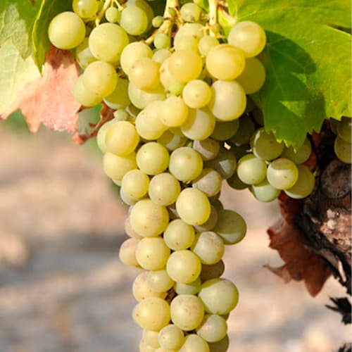 Terroir-Artisan - Château de Malherbes AOC Bordeaux Blanc 2017 - galerie Terroir-Artisan - Château de Malherbes AOC Bordeaux Blanc 2017 - galerie