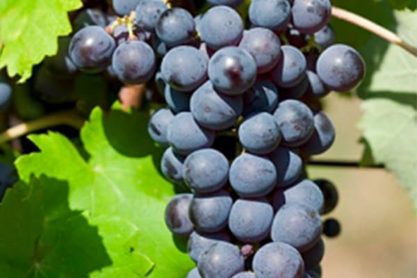 Terroir-Artisan - Cuvée Horus – AOP Rasteau Millésime 2023 | Le Clot Du Bénou - galerie Terroir-Artisan - Cuvée Horus – AOP Rasteau Millésime 2023 | Le Clot Du Bénou - galerie