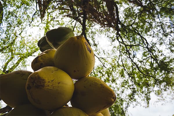 Terroir-Artisan - Rhum arrangé fruit du Baobab - galerie Terroir-Artisan - Rhum arrangé fruit du Baobab - galerie