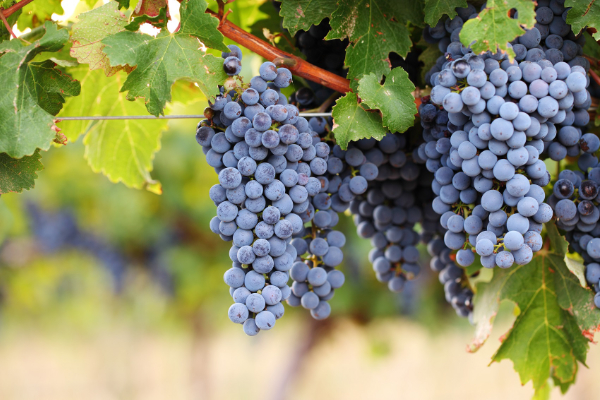 Terroir-Artisan - Vignobles Bibian Château Lagrave Cissan AOC Haut Médoc - galerie Terroir-Artisan - Vignobles Bibian Château Lagrave Cissan AOC Haut Médoc - galerie