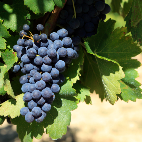 Terroir-Artisan - Vignobles Bibian Château Lagrave Cissan AOC Haut Médoc - galerie Terroir-Artisan - Vignobles Bibian Château Lagrave Cissan AOC Haut Médoc - galerie