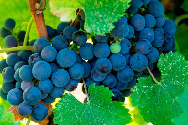 Terroir-Artisan - Vignobles Bibian Château Lagrave Cissan AOC Listrac Médoc - galerie Terroir-Artisan - Vignobles Bibian Château Lagrave Cissan AOC Listrac Médoc - galerie