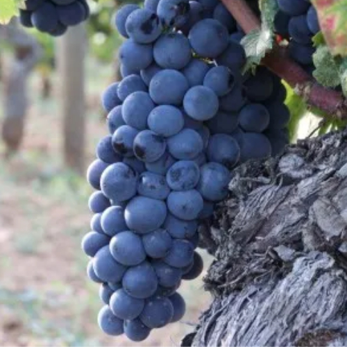 Terroir-Artisan - Pinot Noir Domaine Klein Bouteille 2018 75cl – Le Vin Emoi - galerie Terroir-Artisan - Pinot Noir Domaine Klein Bouteille 2018 75cl – Le Vin Emoi - galerie