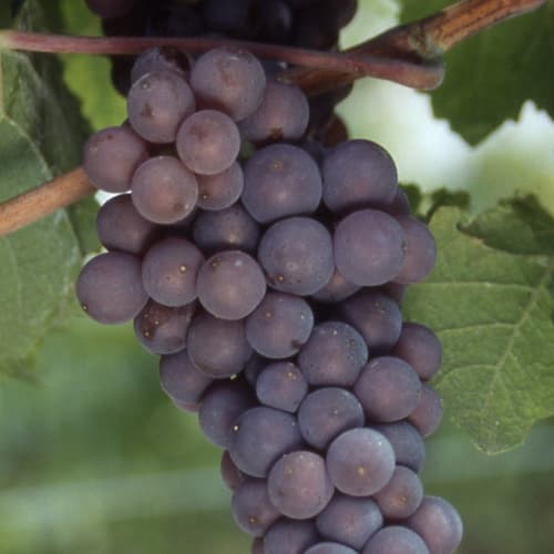 Terroir-Artisan - Pinot Gris Domaine Klein Bouteille 2018 75cl – Le Vin Emoi - galerie Terroir-Artisan - Pinot Gris Domaine Klein Bouteille 2018 75cl – Le Vin Emoi - galerie