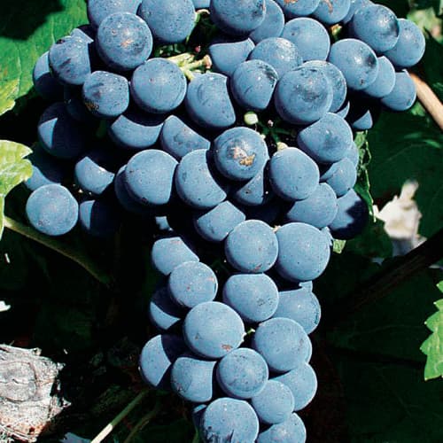 Terroir-Artisan - Vin Ecce Vino Première Cuvée 2018 Magnum 150cl – Mas de Martin - galerie Terroir-Artisan - Vin Ecce Vino Première Cuvée 2018 Magnum 150cl – Mas de Martin - galerie
