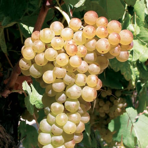 Terroir-Artisan - Côte Du Rhône Calice Domaine Des Elixirs Bio 2019 75 cl – Le Vin Emoi - galerie Terroir-Artisan - Côte Du Rhône Calice Domaine Des Elixirs Bio 2019 75 cl – Le Vin Emoi - galerie
