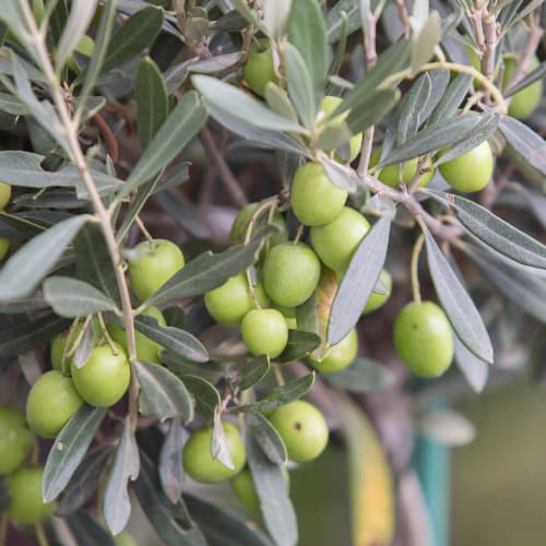 Terroir-Artisan - Huile d’olive 50 cl – Mas de Martin - galerie Terroir-Artisan - Huile d’olive 50 cl – Mas de Martin - galerie
