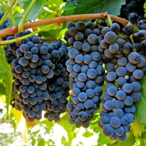 Terroir-Artisan - Vin Plein Sud 2020 75cl – Mas de Martin - galerie Terroir-Artisan - Vin Plein Sud 2020 75cl – Mas de Martin - galerie