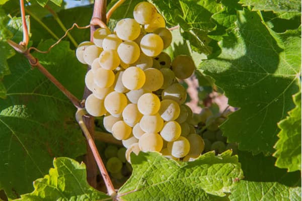Terroir-Artisan - Côte Du Rhône Calice Domaine Des Elixirs Bio 2019 75 cl – Le Vin Emoi - galerie Terroir-Artisan - Côte Du Rhône Calice Domaine Des Elixirs Bio 2019 75 cl – Le Vin Emoi - galerie