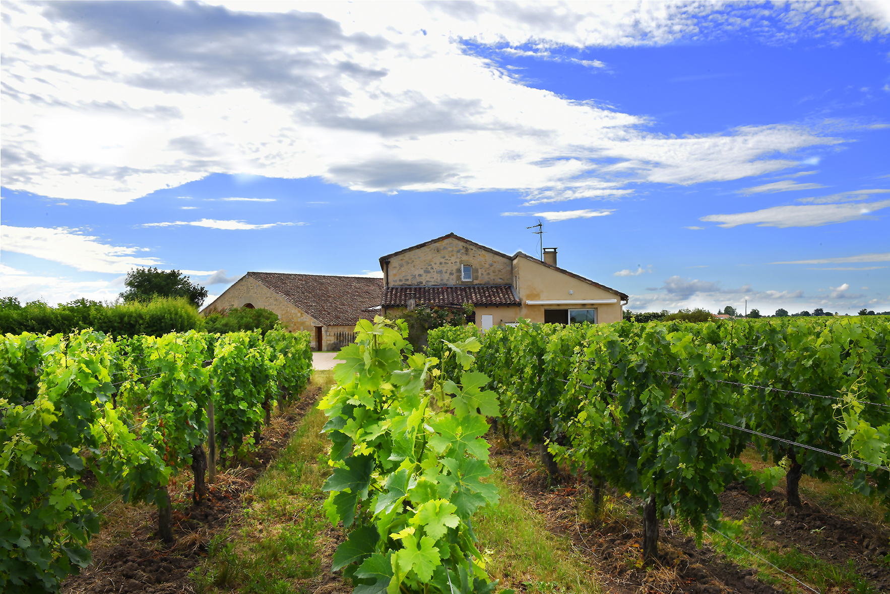 Terroir-Artisan - Château des Rêves 2021 – AOC Grand Cru Saint Emilion - galerie Terroir-Artisan - Château des Rêves 2021 – AOC Grand Cru Saint Emilion - galerie